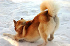 Husky in Snow photo thumbnail