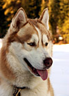 Husky's Face & Tongue photo thumbnail