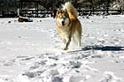 Husky Dog Running on Snow photo thumbnail