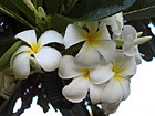 Maui Flowers Close Up photo thumbnail