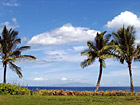 Three Palm Trees photo thumbnail