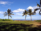Three Palm Trees & Shadows in Hawaii photo thumbnail