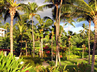 Palm Trees (Makena Resort, Maui) photo thumbnail
