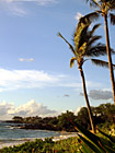 Palm Tree & Wind photo thumbnail