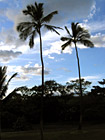 Two Palm Trees of Maui photo thumbnail