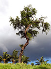 Maui Tree & Dark Clouds photo thumbnail