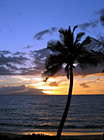 Palm Tree, Ocean, & Sunset photo thumbnail