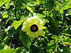 Hawaiian Flower photo thumbnail