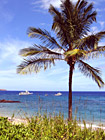 Palm Tree & Ocean of Maui photo thumbnail