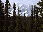Mt. Rainier Through Evergreen Trees photo thumbnail