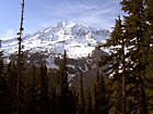 Mt. Rainier & Trees photo thumbnail