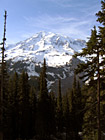 Mt. Rainier & Tall Trees photo thumbnail