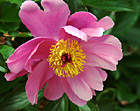 Close Up of Pink Flower photo thumbnail