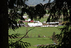 Farm Through Trees photo thumbnail