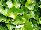 Green Ivy photo thumbnail