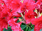 Red Flowers Close Up photo thumbnail