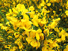 Yellow Flowers Close Up photo thumbnail