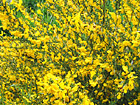 Yellow Flower Bush photo thumbnail