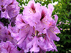 Purple Flowers photo thumbnail