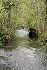 Small Creek & Trees photo thumbnail