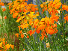 Orange Flowers photo thumbnail