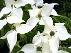 White Flowers Close Up photo thumbnail