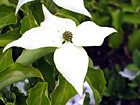 White Flower Close Up photo thumbnail