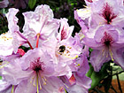 Purple Flowers & A Bee photo thumbnail