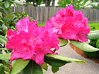 Two Pink Flowers photo thumbnail