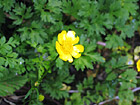 Close Up of a Yellow Buttercup photo thumbnail