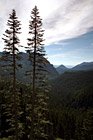 Two Tall Evergreen Trees photo thumbnail