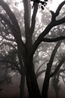 Spooky Trees photo thumbnail