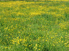Field of Yellow Buttercups photo thumbnail