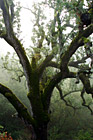 Mossy Tree and Fog photo thumbnail