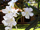 Close Up Scenic Flowers photo thumbnail