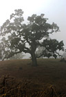 Lone Foggy Tree photo thumbnail