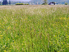 Tall Grass Field photo thumbnail