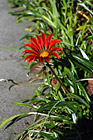 Scenic Red Flower photo thumbnail