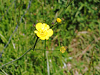 Buttercup Close Up photo thumbnail