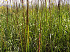 Tall Grass photo thumbnail