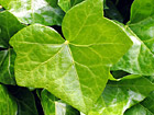 Green Ivy Close Up photo thumbnail