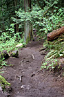 Nature Trail of Mt. Peak, Enumclaw photo thumbnail
