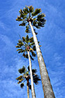 Three Palm Trees & Blue Sky photo thumbnail