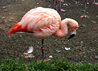 Pink Flamingo photo thumbnail