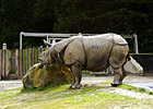Greater One-Horned Rhinoceros photo thumbnail