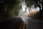 Shadows, Trees, & Road photo thumbnail