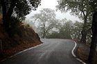 Trees, Road, & Fog photo thumbnail