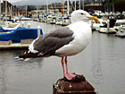 Seagull Close Up photo thumbnail
