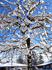 Snow Covered Tree photo thumbnail