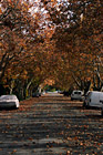 Fall Colors on Trees & Road photo thumbnail